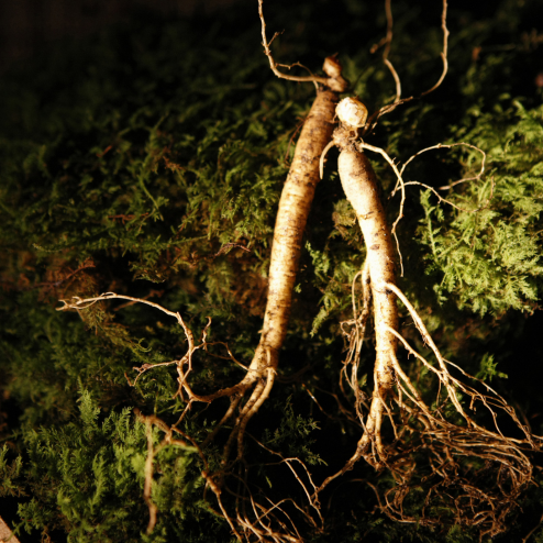 Red Ginseng: Timeless Energy Care